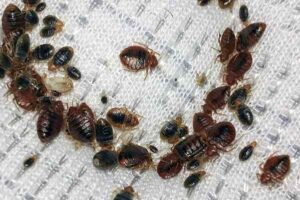bed bugs control services in Nairobi